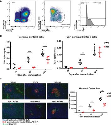 TLR7 Signaling Shapes and Maintains Antibody Diversity Upon Virus-Like Particle Immunization